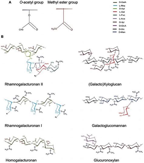 Polysaccharides: Structure and Solubility .